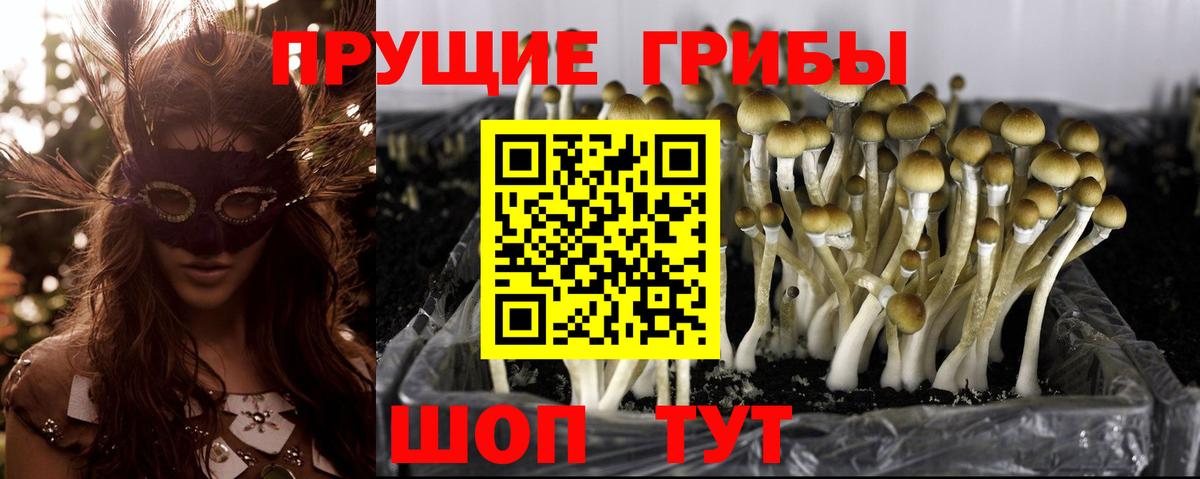 Галлюциногенные грибы Psilocybine cubensis  Вход с VPN  наркотики  Полысаево 